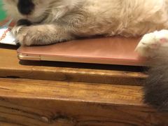 -李小姐の猫咖啡馆(五角场店)