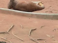 -深圳野生动物园