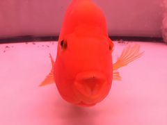 -岭南海晏楼(东晓南店)