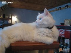 -Babycat私家御饼屋(龙头路一店)