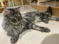 -猫和宫(六道口店)