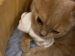 -Catmate·猫肥家润(金润铂宫店)