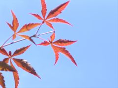 -广州市帽峰山景区