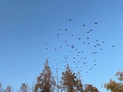 -金鸡湖桃花岛