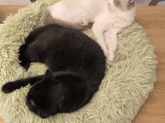 -有喵·猫咖·狗咖·30几只猫10只小狗(岗厦店)