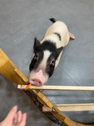 -Moni星球萌宠·小马宝莉·灵蛇·高端高阶全萌宠互动体验俱乐部(红豆国际广场店)