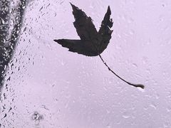 -海福仑韩国面包