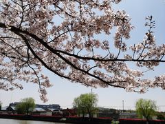 -高东镇樱花园