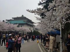 景点-武汉大学-樱园