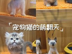 -欣宠猫屋·矮脚拿破仑·蓝金金渐层