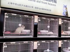 -翊宠yipet猫狗购宠庄园犬舍•猫舍