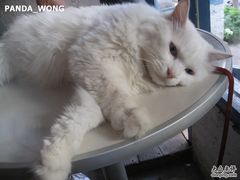 -Babycat私家御饼屋(龙头路一店)