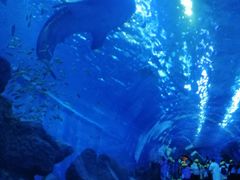 -成都浩海立方海洋公园