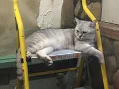 -猫咪博物馆(顶澳仔猫街店)