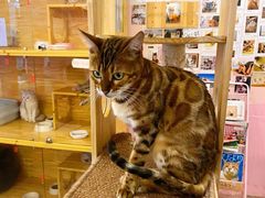 -喵匠猫主题咖啡(凯德和平广场店)