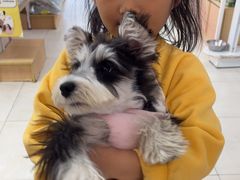 -翊宠yipet猫狗购宠庄园犬舍•猫舍