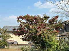 -岚山嵯峨野观光小火车