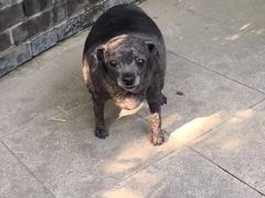 -北京观赏动物医院·24小时大型综合·猫专科·异宠专科