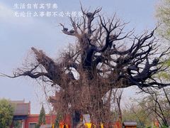 -大槐树寻根祭祖园