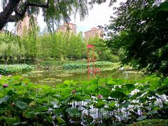 -陈家山荷花公园