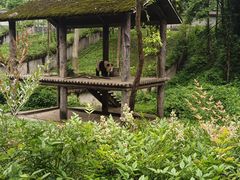 -中国大熊猫保护研究中心雅安碧峰峡基地