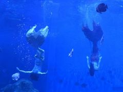 -石家庄极地海洋世界