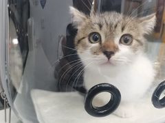 -博特宠物医院24h犬猫全科.骨科·异宠