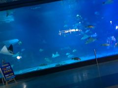 -烟台海昌鲸鲨海洋公园