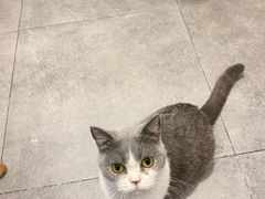 -飞行喵MR PILOT|猫舍·猫咖(静安大融城店)
