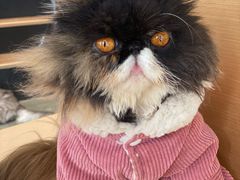 -瞄一喵猫咖(格力海岸店)