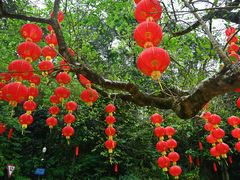 -深圳仙湖植物园
