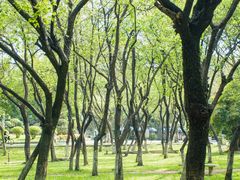 -番禺大夫山森林公园