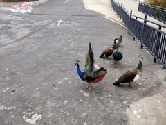 -西霞口神雕山野生动物世界