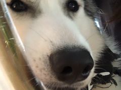 -Husky Go! 哈士奇体验馆·宠物咖啡厅狗咖