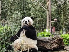 -都江堰中华大熊猫苑
