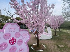 -顾村公园