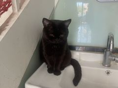 -中农大我爱我爱动物医院·核磁CT·猫病·24小时夜诊中心(石佛营店)
