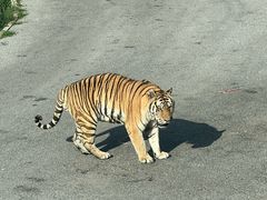 -大连森林动物园