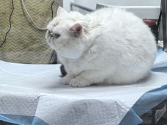 -达爱动物医院·犬猫分区·CT·复杂眼科(远洋山水分院)