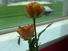 -红顶食府(滨湖九号店)