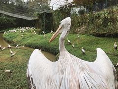 -吉隆坡雀鸟公园