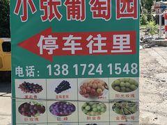 -马陆小张葡萄园农家乐