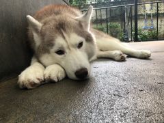 -TrueLove @ Neverland (Husky Cafe)