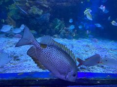 -太平洋海底世界