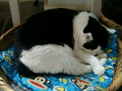 传说脾气很大的猫咪-Anne猫窝咖啡屋