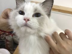 -李小姐の猫咖啡馆(五角场店)