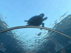 -海棠湾洲际-涛·海底餐厅·美人鱼·自助餐·海底隧道