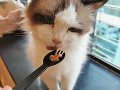 -楼上猫咖(罗湖店)