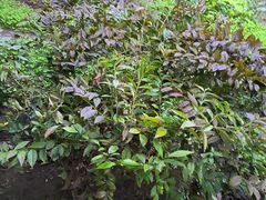 -故乡缘·香格里拉山庄(冷竹路店)