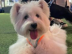 -萌宠之家·腊肠犬·马尔泰·小体犬舍